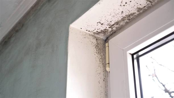Best Same-Day Mold Removal  in Seminole, TX