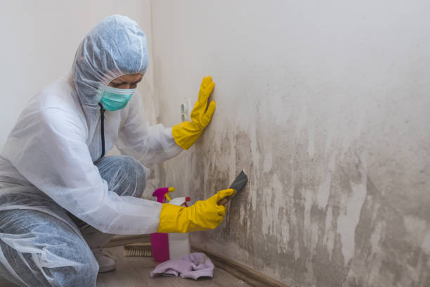 Best Residential Mold Removal  in Seminole, TX