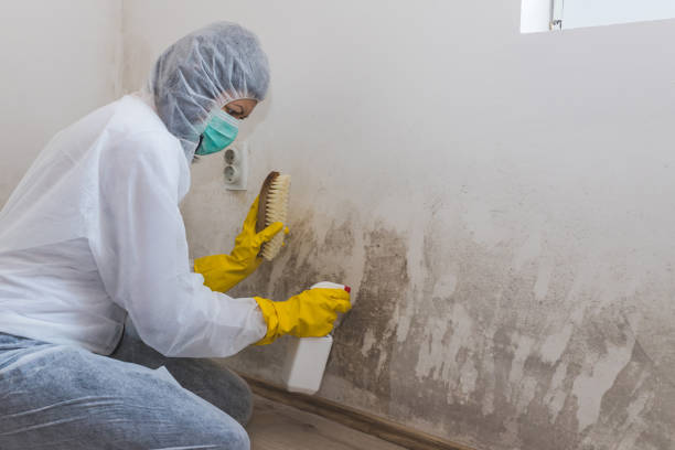 Best Mold Testing  in Seminole, TX