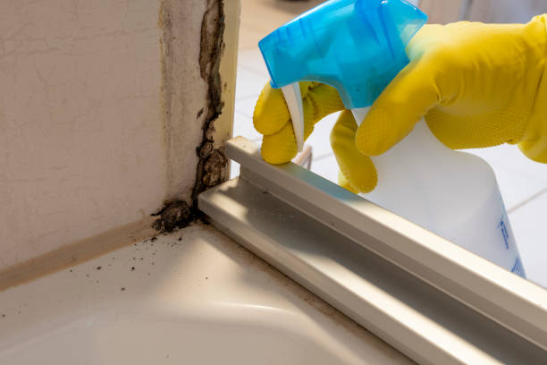 Mold Removal Process in Seminole, TX