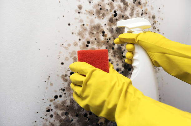 Best Mold Removal Company Near Me  in Seminole, TX