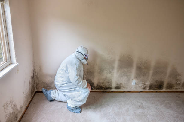 Best Mold Removal Near Me  in Seminole, TX