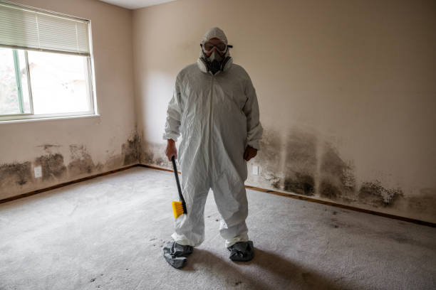 Mold Removal and Inspection in Seminole, TX