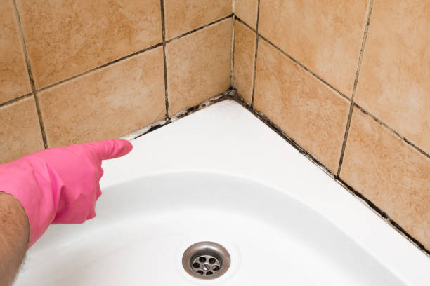 Best Office Mold Removal Services  in Seminole, TX