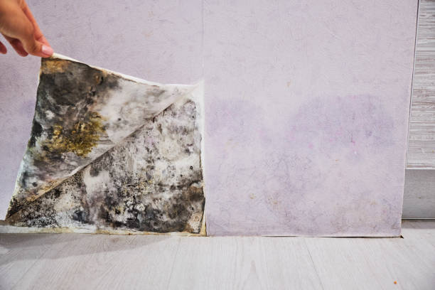 Best Mold Damage Repair  in Seminole, TX